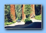 Sequoia Nationalpark mit seinen atemberaubenden Riesenbäumen!